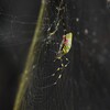 用水路・大きくなったジョロウグモ