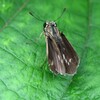 コチャバネセセリ
