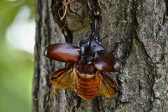 用水路・カブトムシ飛翔準備 