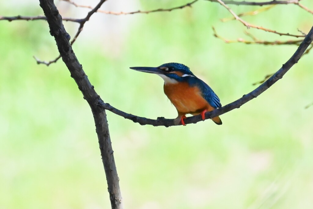 Ｋ川・中流域のカワセミ♂