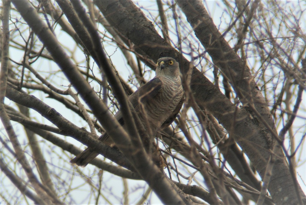 ツミ♀