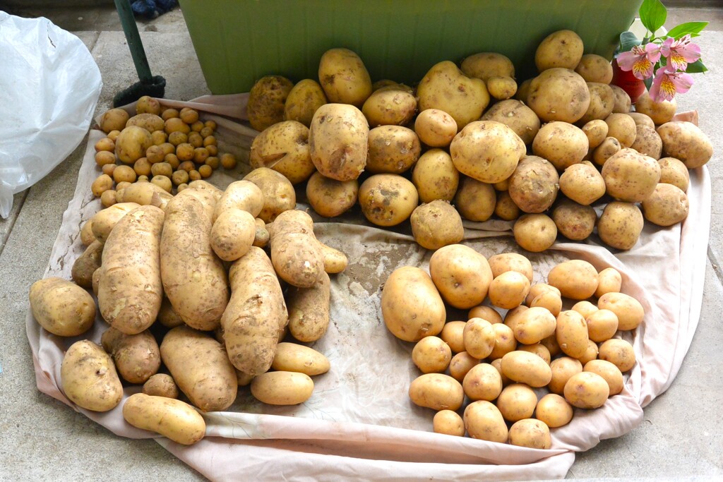 菜園・ジャガイモ3種収穫