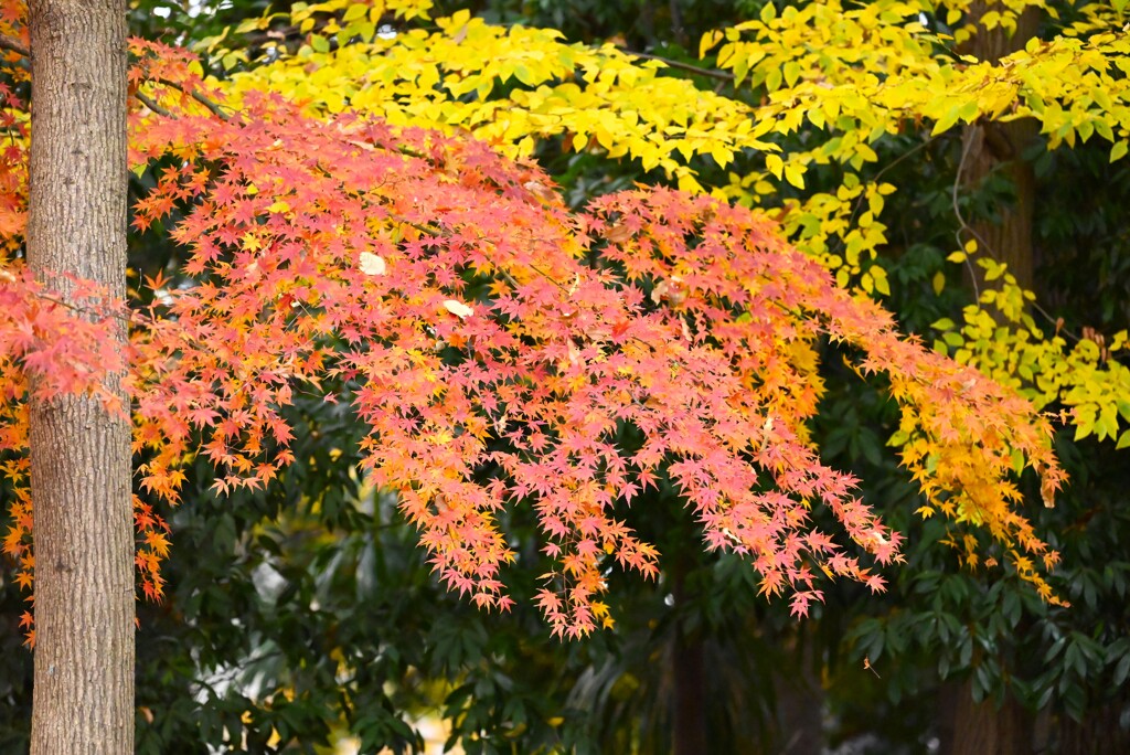 モミジとムクノキの紅葉グラデーション