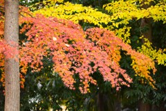 モミジとムクノキの紅葉グラデーション