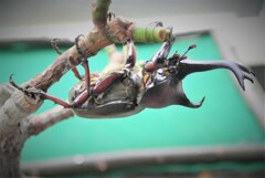 ゴムの木登りのカブトムシ