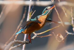 K川・上流のカワセミ♀
