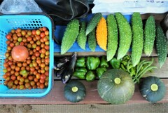 第9回夏野菜収獲