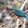 K川中流域・カワセミ♀若捕食シーン