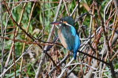 K川・水溜りのカワセミ♀