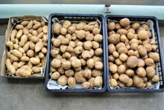 ジャガイモ・2回目の収穫