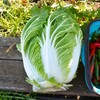菜園・今季初穫れハクサイ