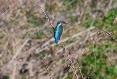 Ｋ川・上流域のカワセミ♀ 