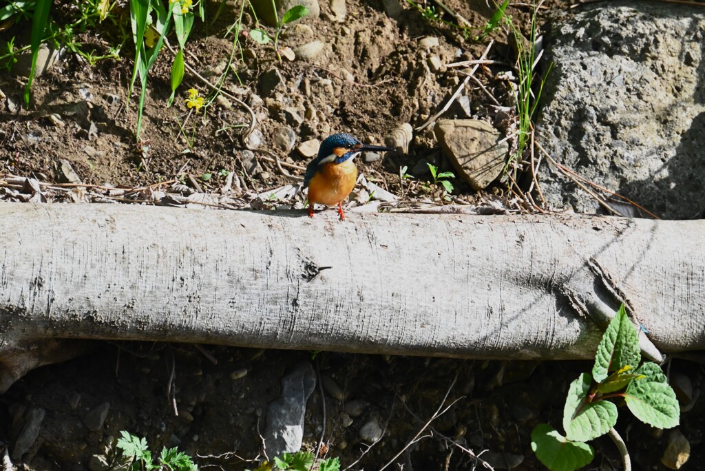 4月13日 (Ｋ川・上流のカワセミ♂)