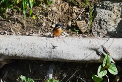 4月13日 (Ｋ川・上流のカワセミ♂)