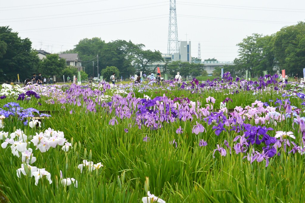 3年ぶりの花菖蒲まつり