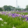 3年ぶりの花菖蒲まつり