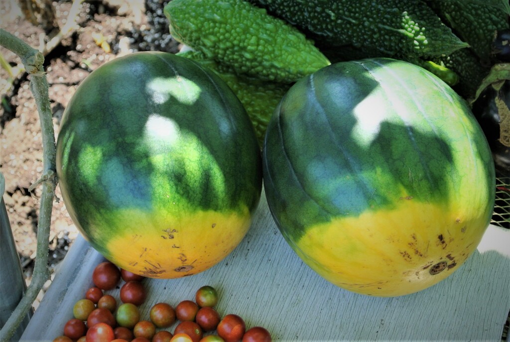 第十二回爆弾スイカ初収穫