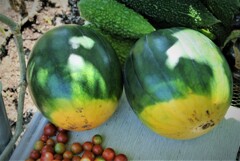 第十二回爆弾スイカ初収穫