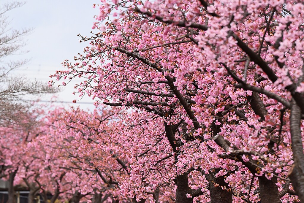 K川上流域・河津桜並木
