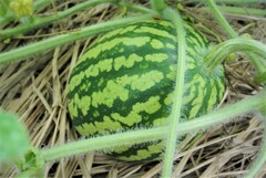 今のところ一個だけ実が止まった大玉スイカ