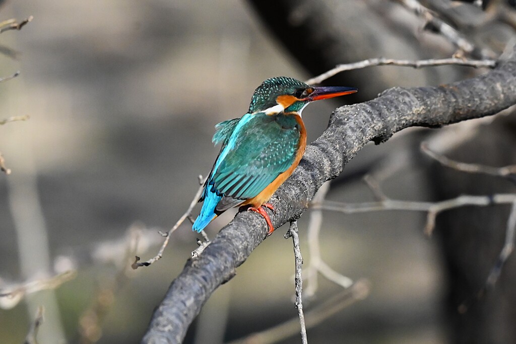 K川中流域・カワセミ♀