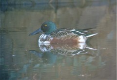 ハシビロガモ♂