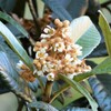 ビワの花・開花