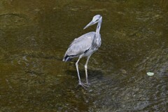 K川・アオサギ.