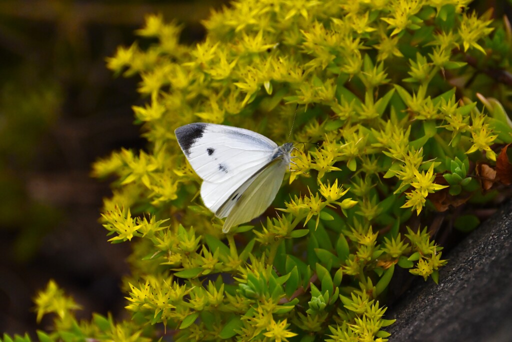 K川・マンネングサにモンシロチョウ