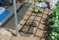 小屋前のカボチャ・キュウリ