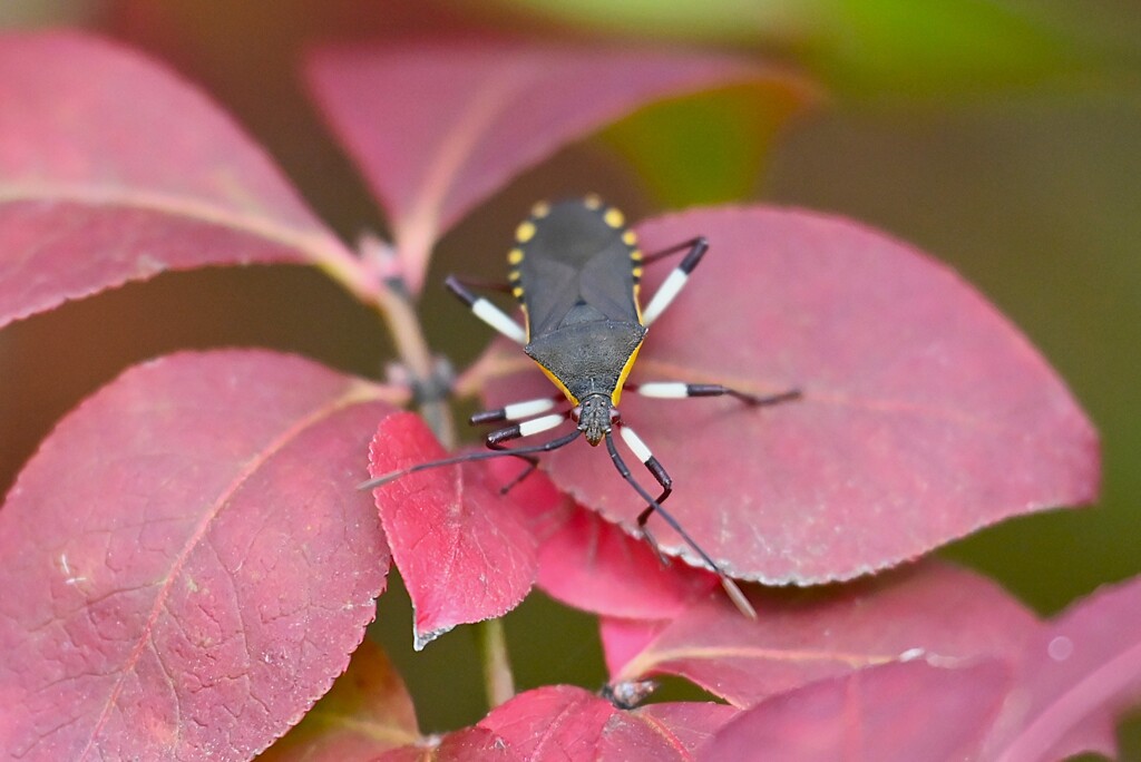 K川下流域・キバラヘリカメムシ