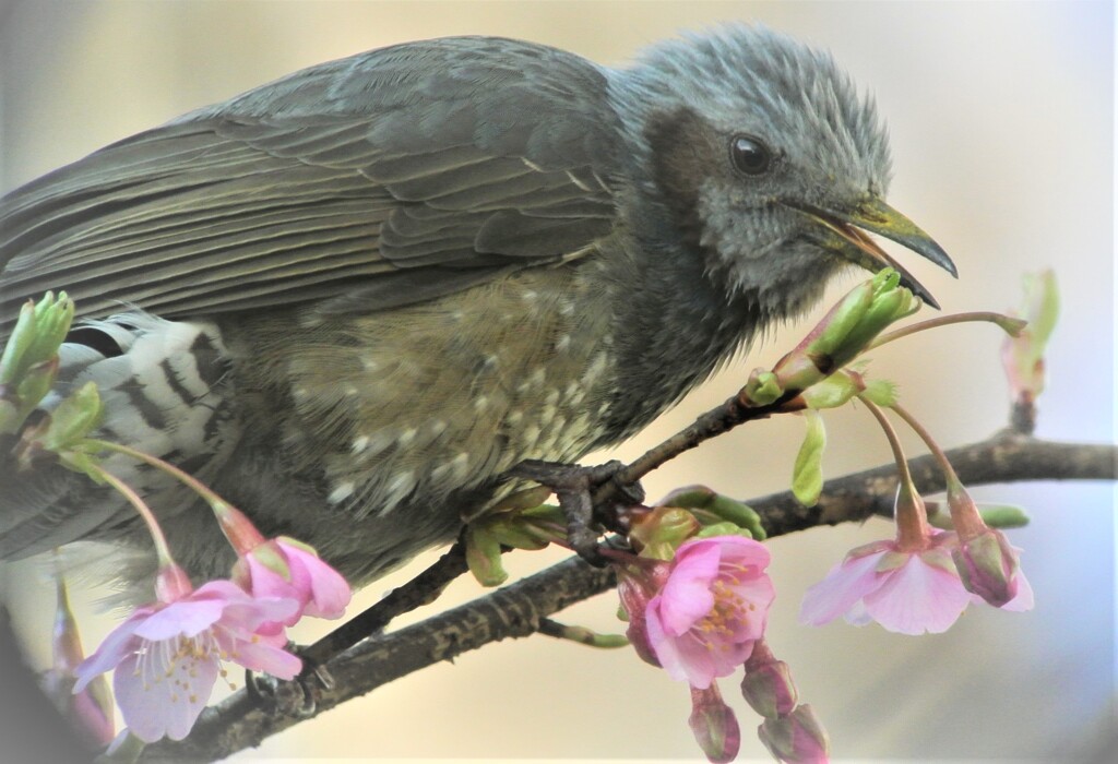 河津桜とヒヨドリ