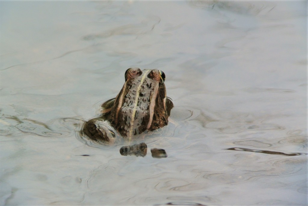 トウキョウダルマガエル