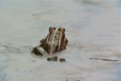 トウキョウダルマガエル