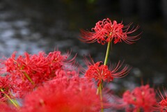 用水路・まだまだ頑張るヒガンバナ