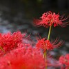 用水路・まだまだ頑張るヒガンバナ