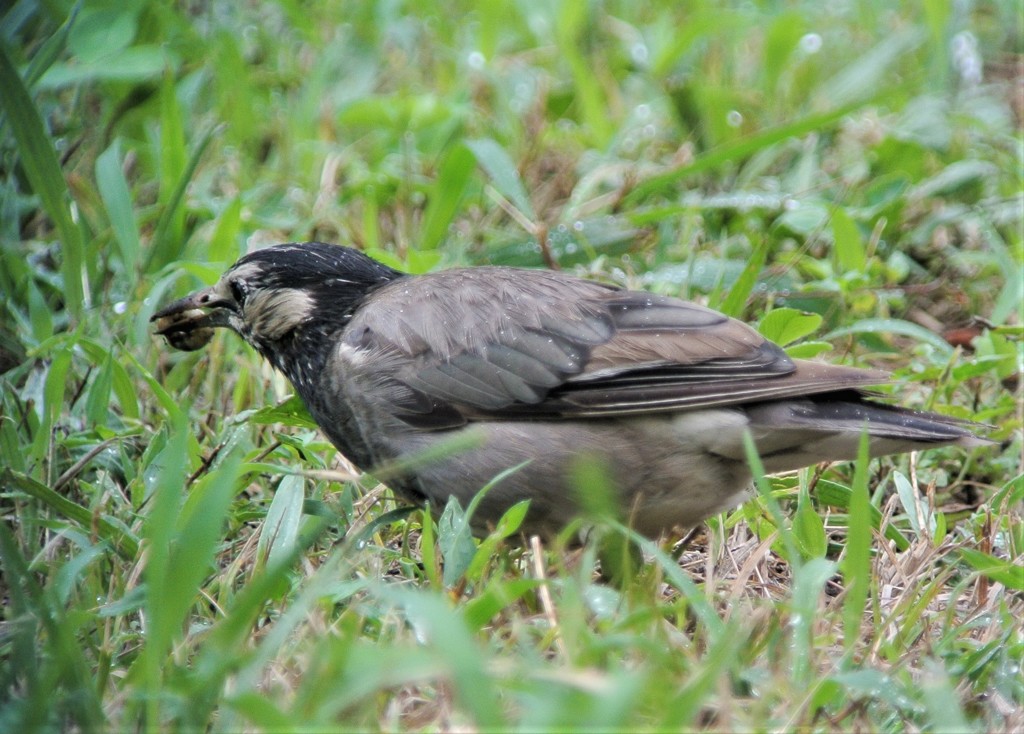 カミキリ虫の幼虫とムクドリ