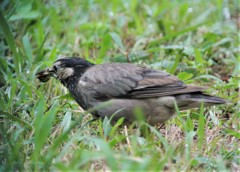 カミキリ虫の幼虫とムクドリ