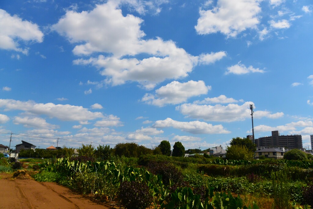 菜園・まだまだ続く夏の空 