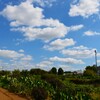 菜園・まだまだ続く夏の空 