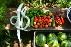 菜園・トマトの代わりにヘビウリ