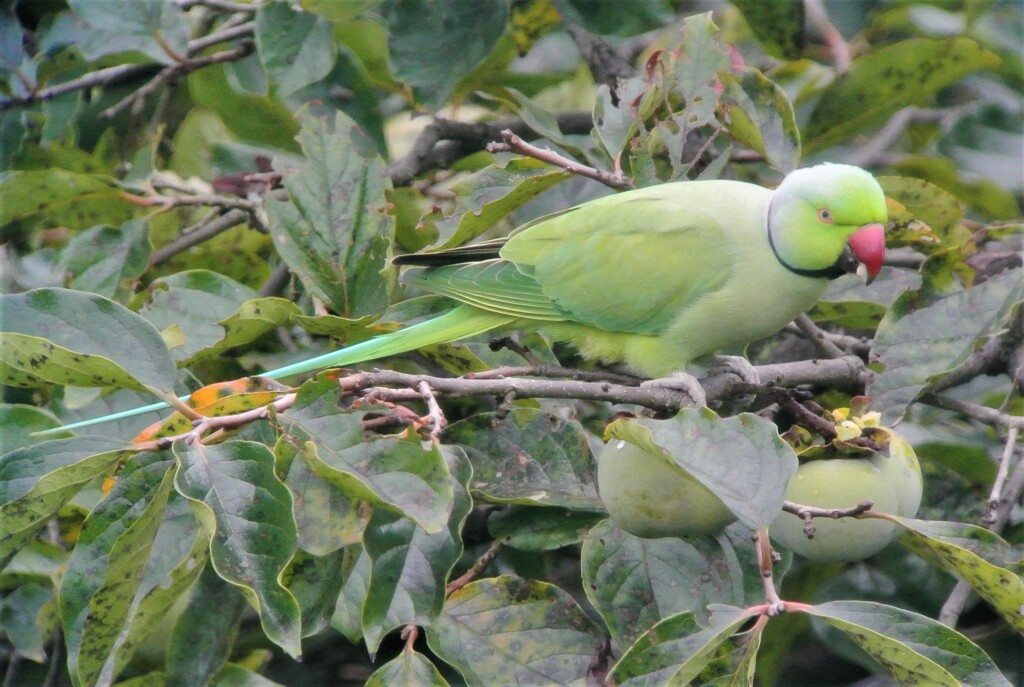 ワカケホンセイインコ姿勢正しく