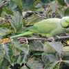 ワカケホンセイインコ姿勢正しく