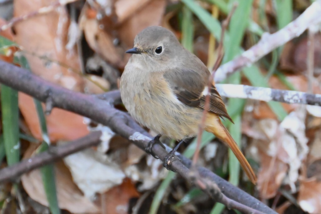 用水路・ジョウビタキ♀