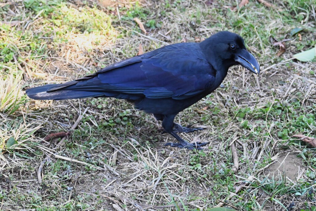 K川・ハシブトガラス美味しいものにありつく