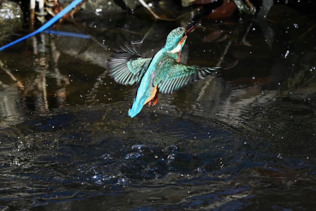 K川中流域・カワセミ♂若エビゲット