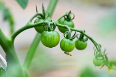 菜園・中玉トマトも生り始めた