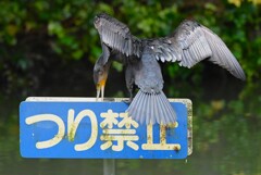 都内公園・池のカワウ