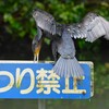 都内公園・池のカワウ