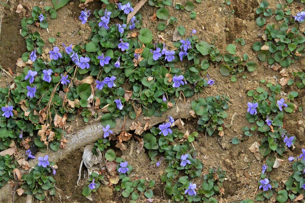 タチツボスミレ